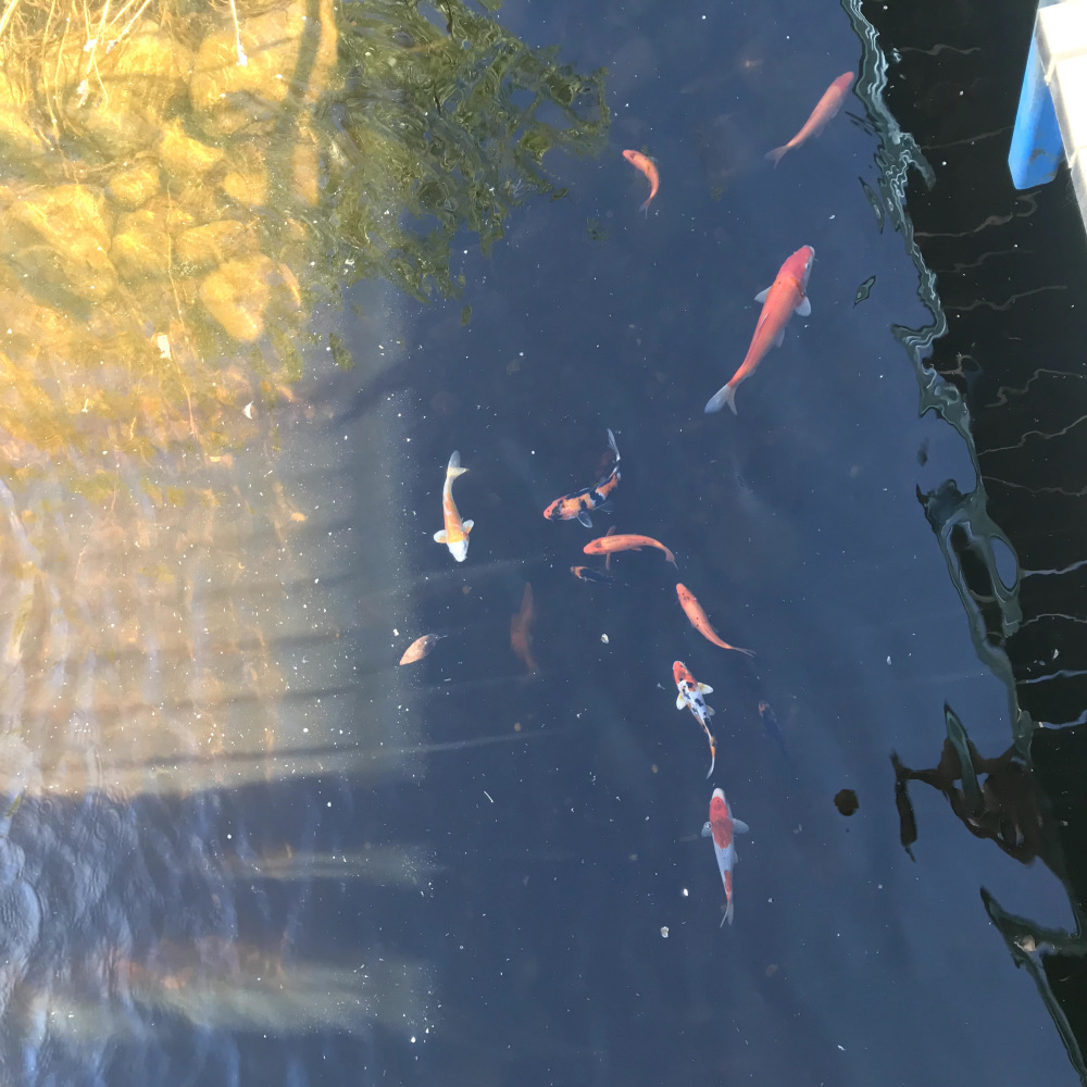 Särkänniemi pienet lapset - puron kalojen syöttäminen