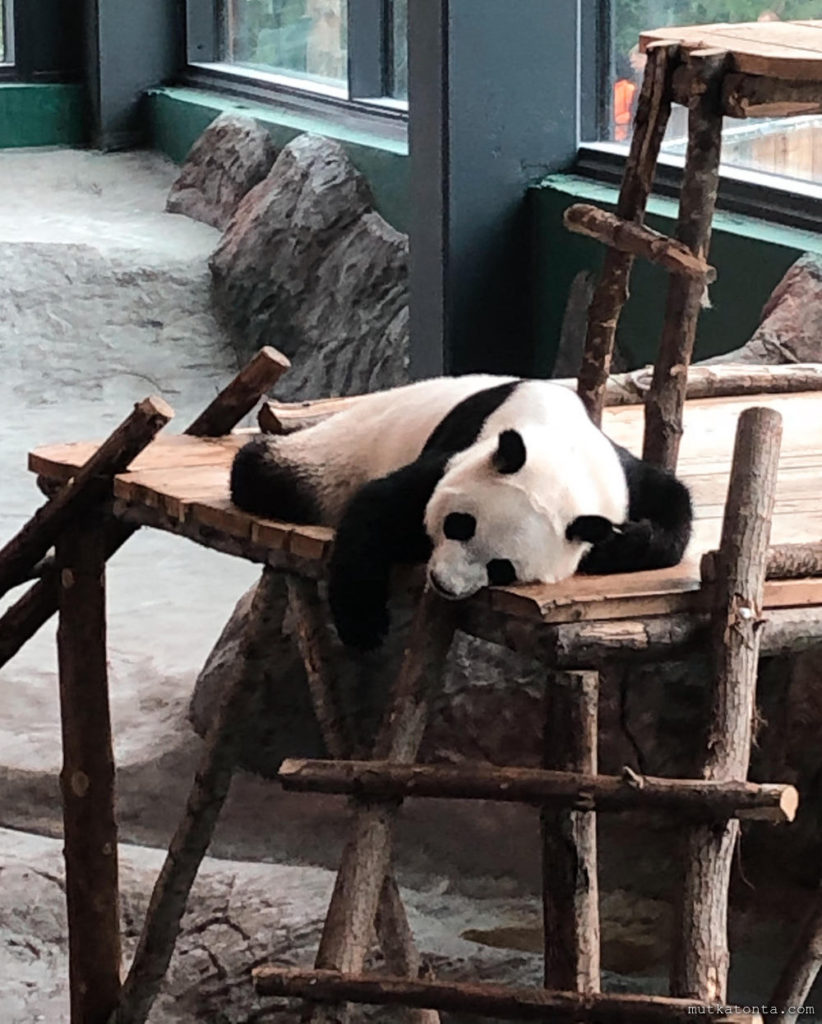Ähtärin eläinpuisto lasten kanssa - Pandatalo